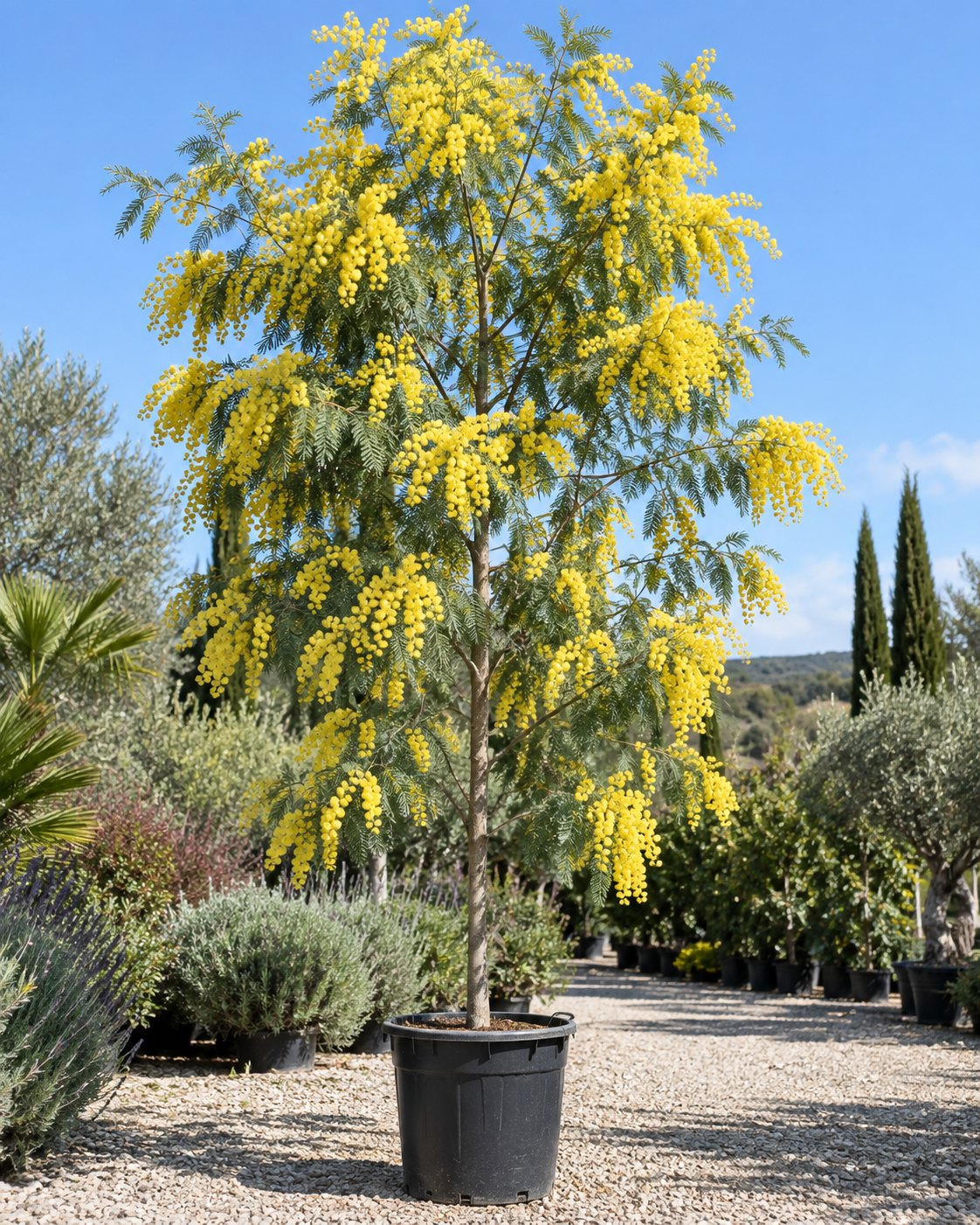 Plant Office galerisi, fotoğraf 6